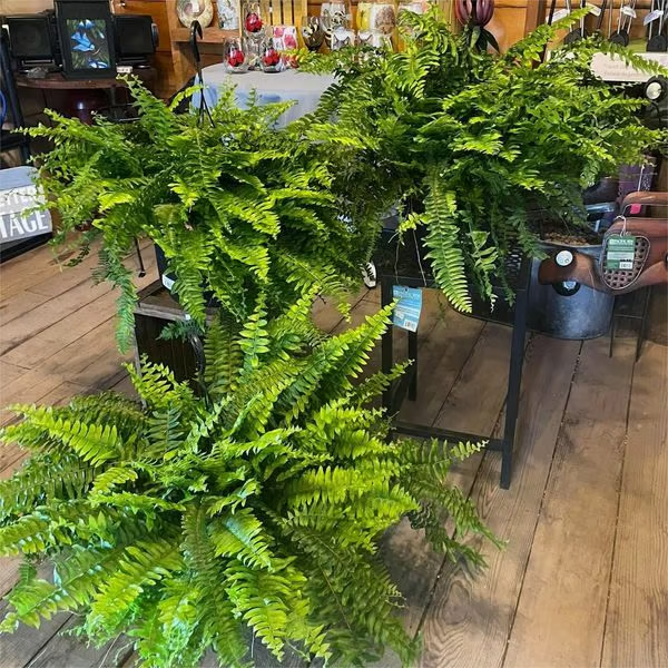 🔥Last Day 60% OFF🌿TLOPA®UV Resistant Lifelike Artificial Boston Fern
