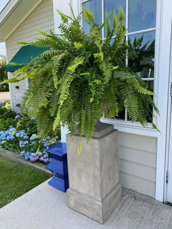 🔥Last Day 60% OFF🌿TLOPA®UV Resistant Lifelike Artificial Boston Fern